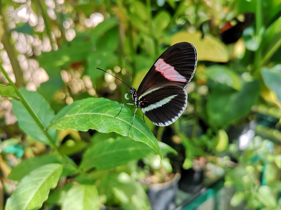 Using Greenhouse Heaters for the Perfect Butterfly Habitat