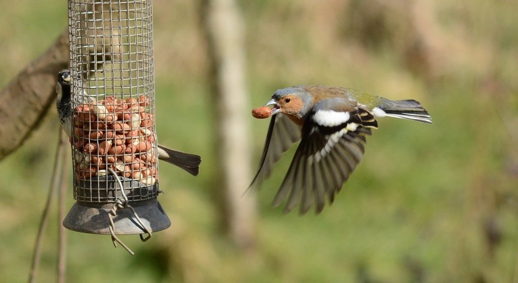 bird seed feeders