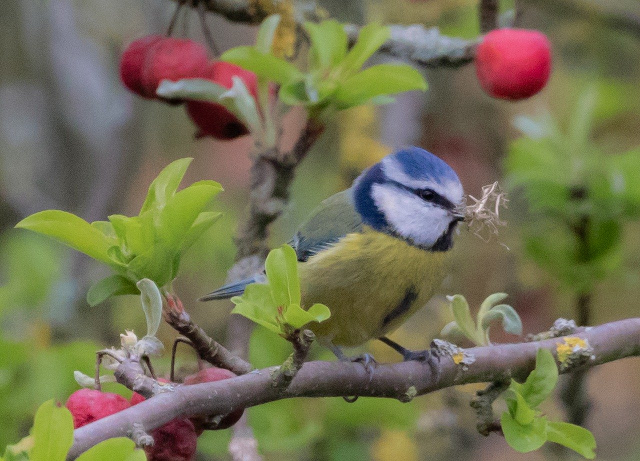 how to attract birds to your garden