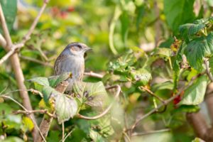 dunnock in foliage 