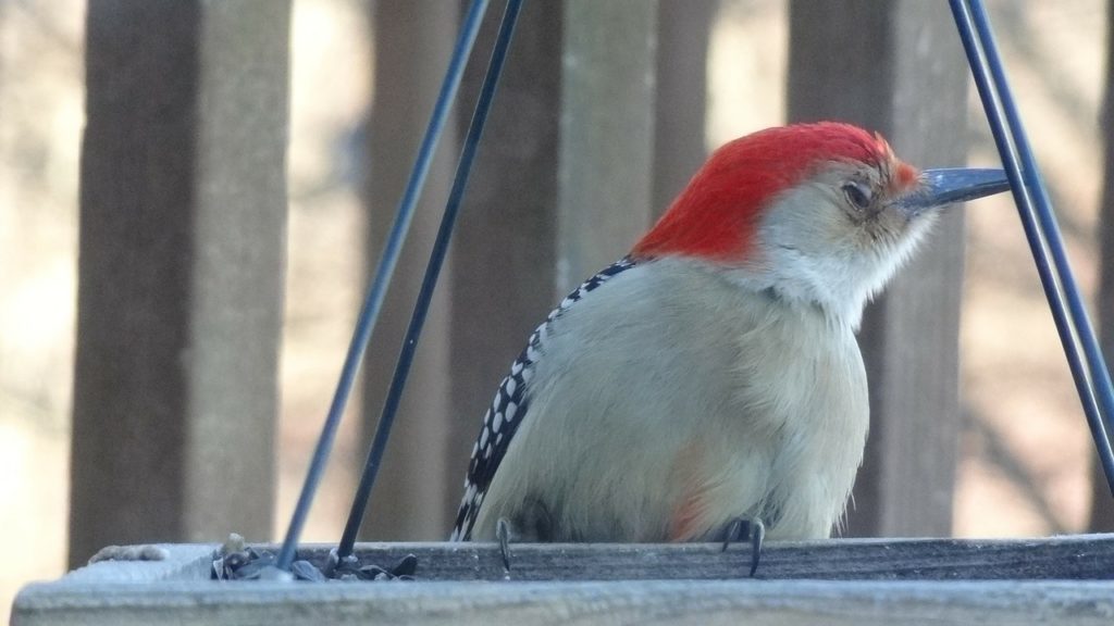 woodpecker at flat bird tray feeder