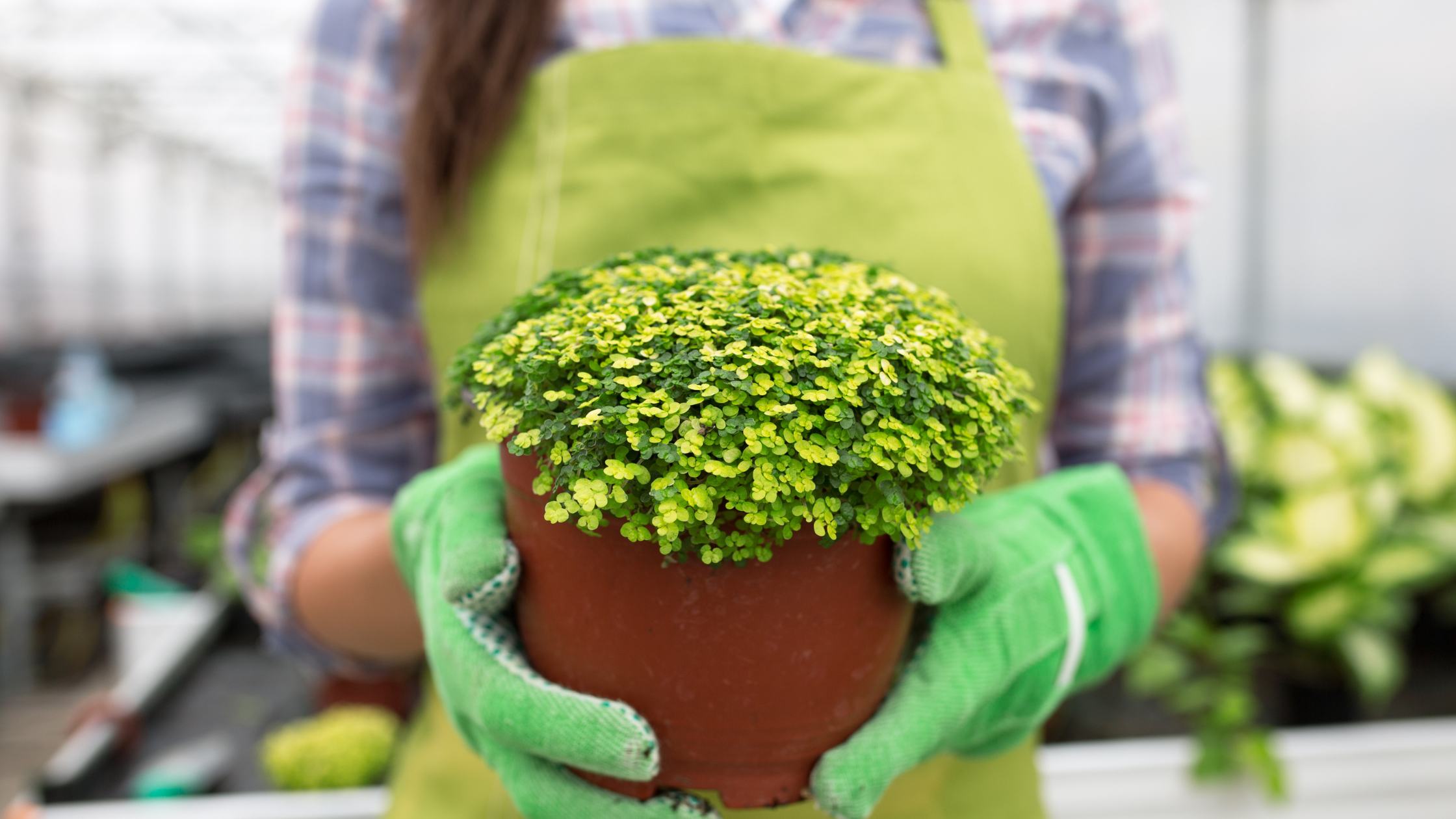 Pre-Spring Greenhouse Preparation with Electric Heaters